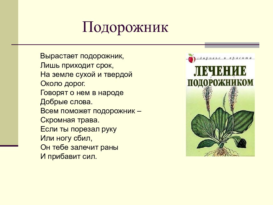 Подорожник в красной книге или нет. Краткое описание растения подорожник. Сообщение о подорожнике. Рассказ о подорожнике. Подорожник описание.