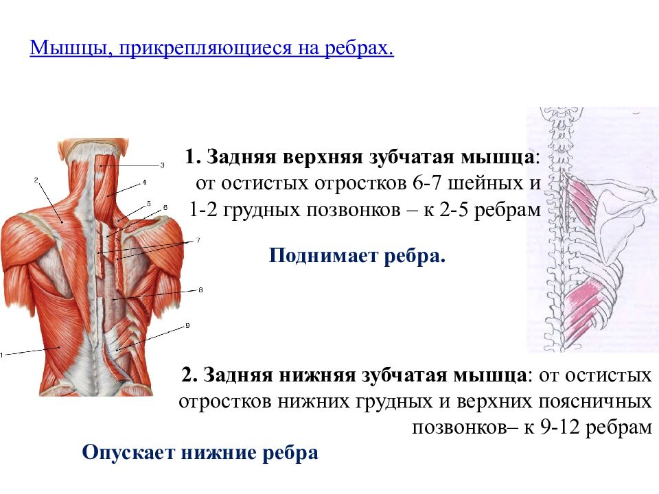 Верхняя задняя зубчатая