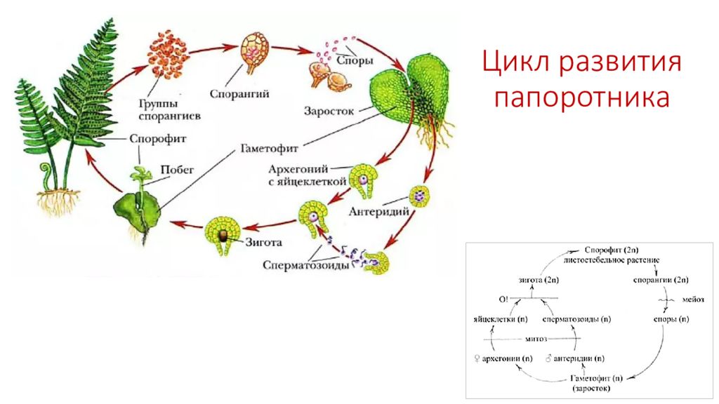 Размножение споровых растений схема