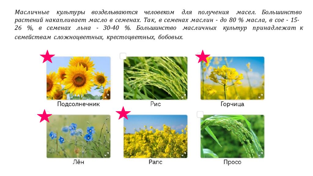 Рассмотрите изображения шести представителей мира растений. Предложите
