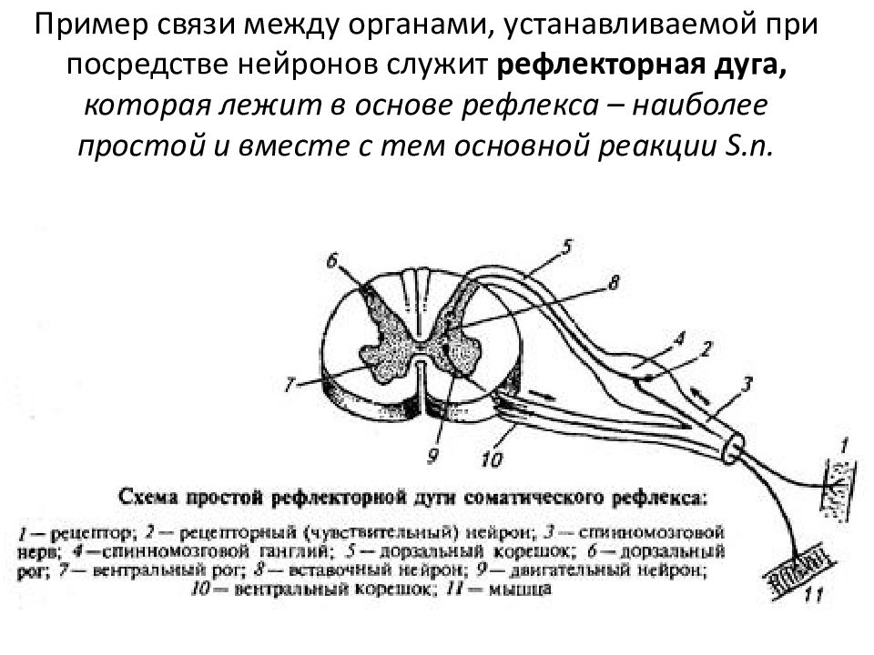 Какой буквой обозначен на рисунке чувствительный нейрон