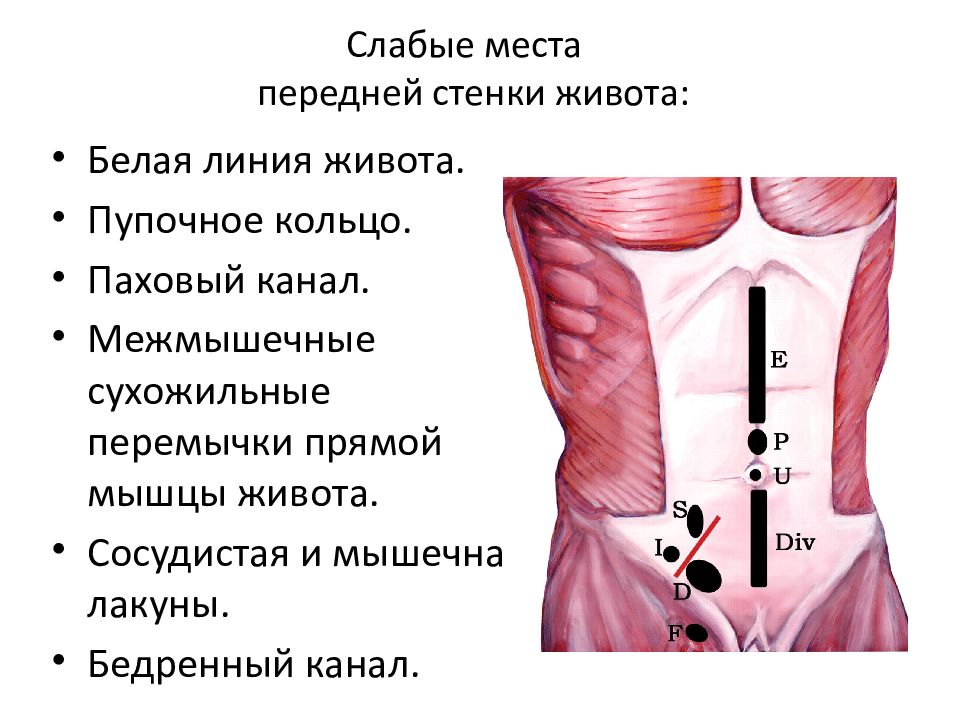 Передняя стенка живота