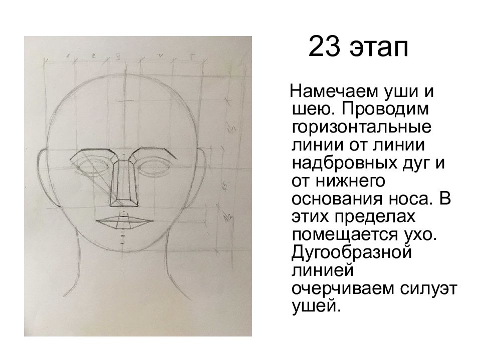 Конструкция головы человека и ее основные пропорции