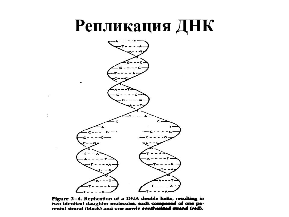 Удваивается молекула днк. Схема репликации молекулы ДНК. Схема редупликации ДНК. Схема процесса репликации. Общее представление о репликации ДНК..