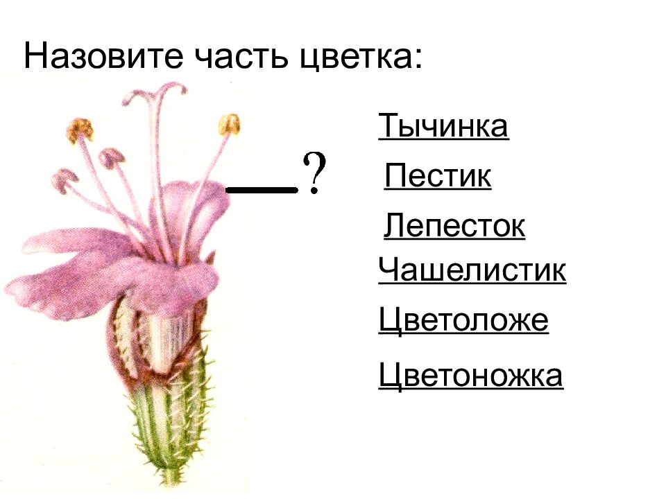 Строение цветка соцветие 6 класс. Генеративные органы цветки соцветия биология 6. Генеративные органы цветки соцветия. Строение цветка и соцветия. Схема строение цветка соцветия.