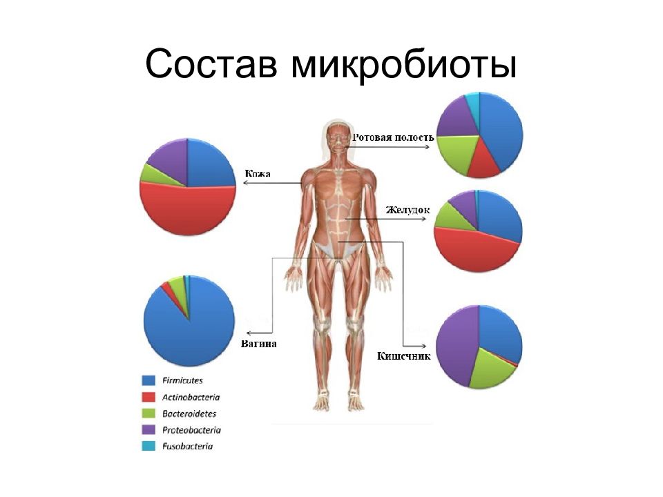 Микробиота человека картинки