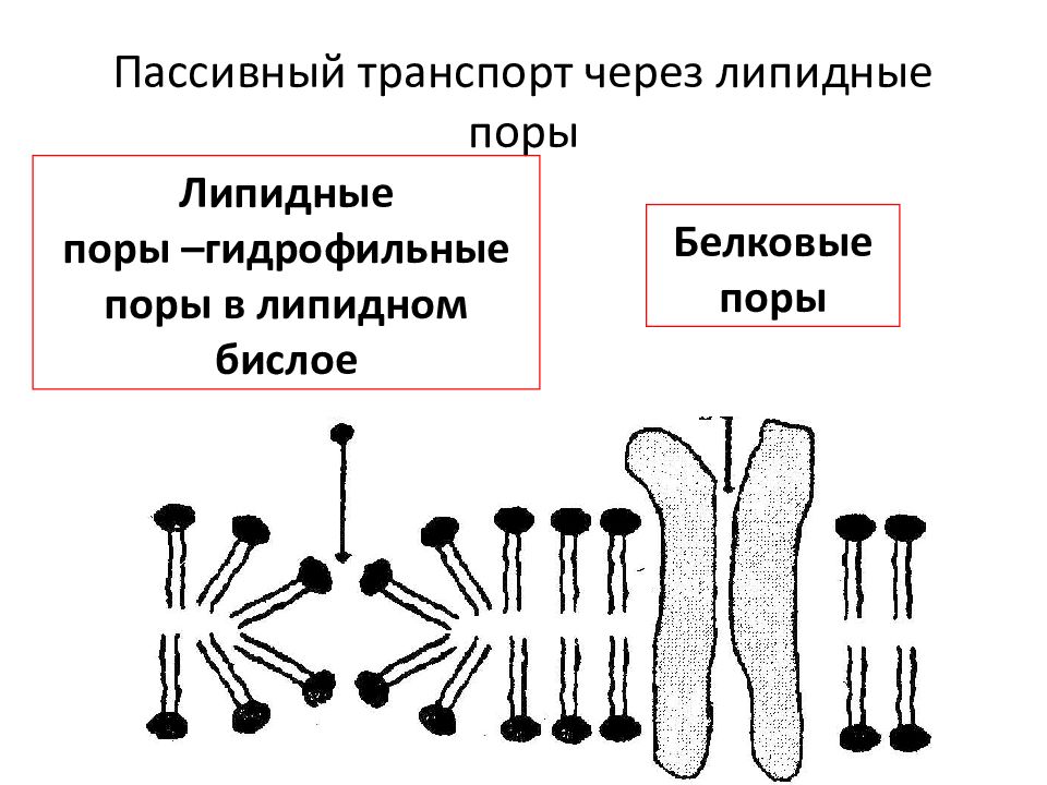 Проницаемость мембраны