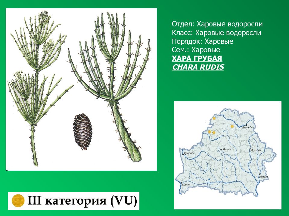 Род хара. Харовые водоросли строение таллома. Харовые водоросли Хара. Хара ломкая строение. Харовые Хара щетинистая.