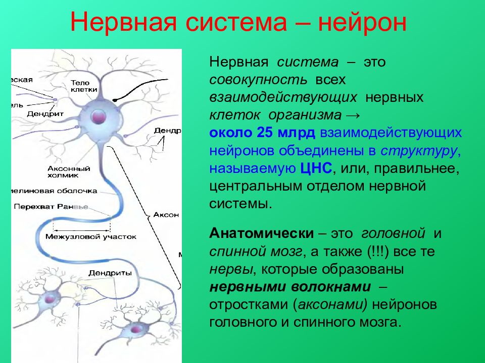 Нервные узлы и нейрон. Нейрон. Нейрон ЦНС. Расположение нервных клеток в ЦНС. Нейроны центральной нервной системы.