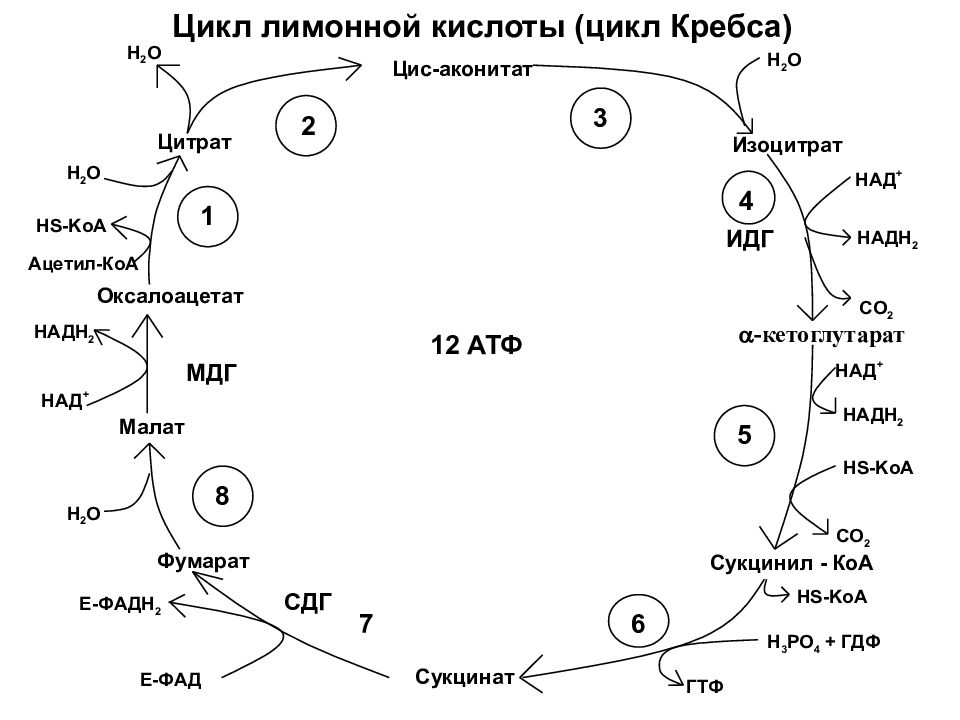 Цикл значение. Цикл Кребса схема биохимия. Цикл лимонной кислоты биохимия. Цикл Кребса цитрат изоцитрат. Цикл Кребса Ленинджер.