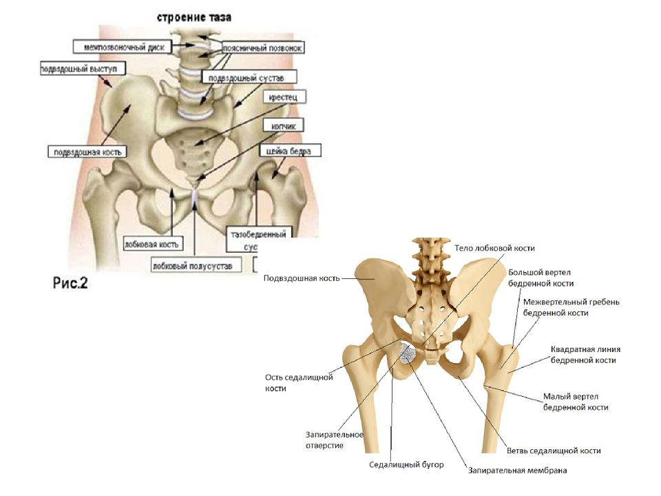 Суставы таза женщины. Скелет тазобедренный сустав анатомия. Тазобедренный сустав анатомия строение.