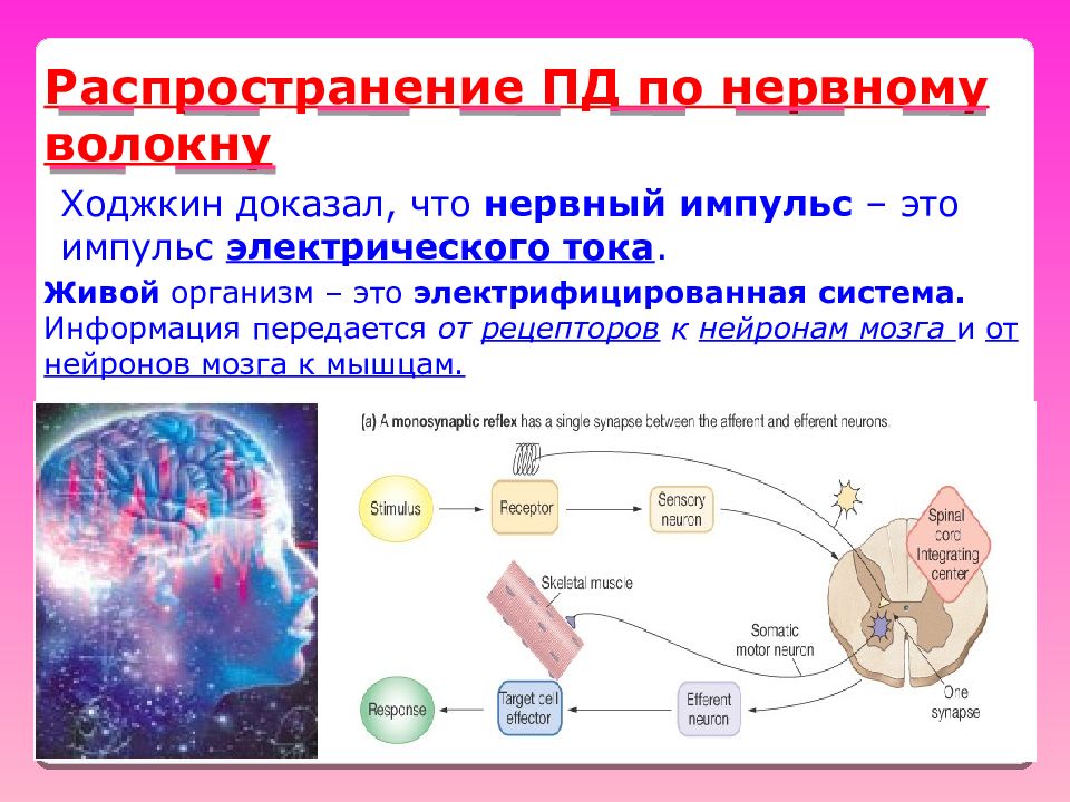 Импульс организма. Пассивная фаза биоэлектрогенеза клетки. Электрический Импульс картинки. Направление тока в живых организмах.