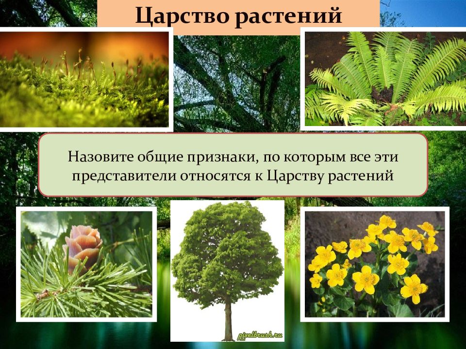 Царство растения ответ. Царство растений. Представители царства растений. Представители царства рас. К царству растений относят.