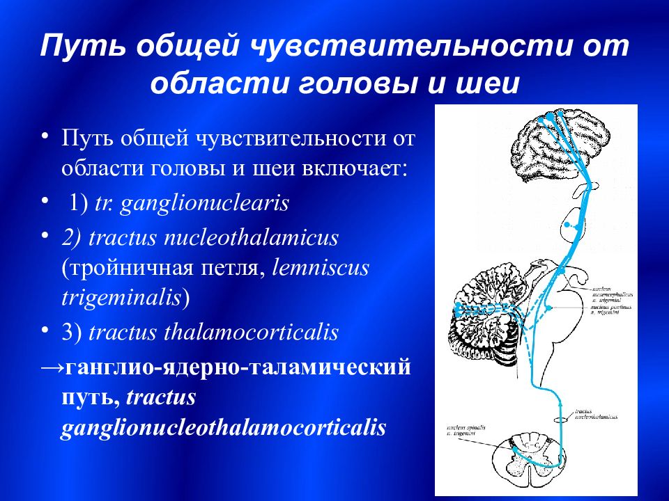 Бульботаламический путь схема