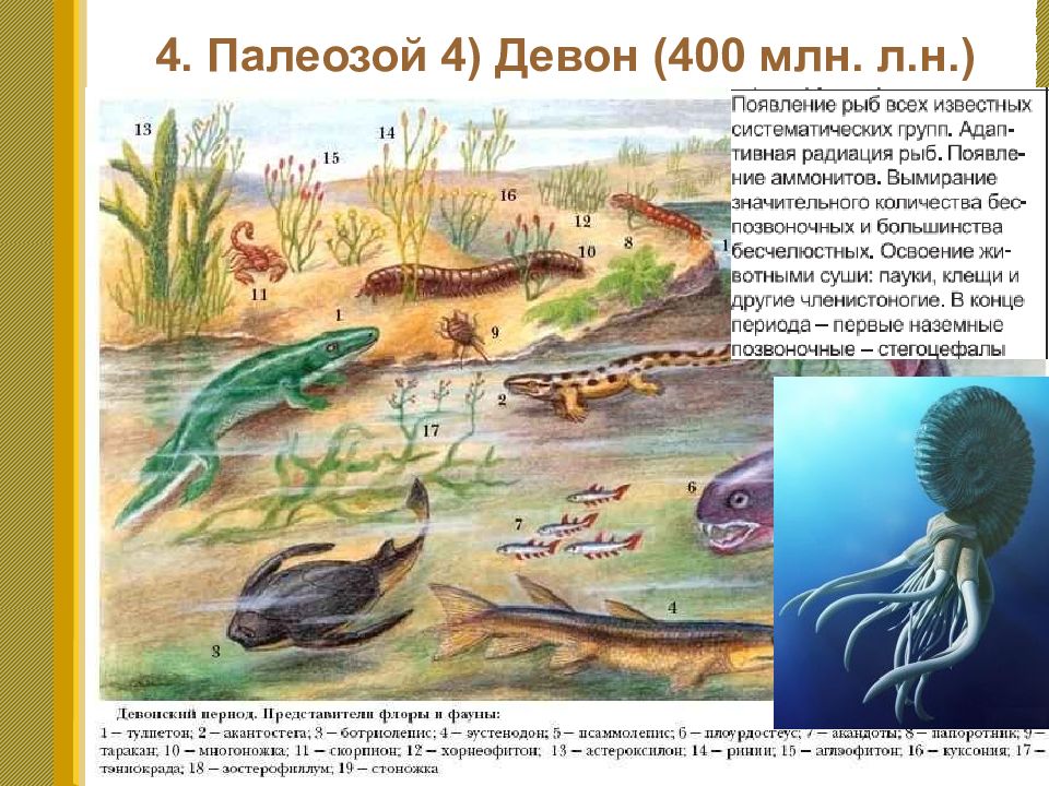 Презентация по биологии развитие жизни на земле