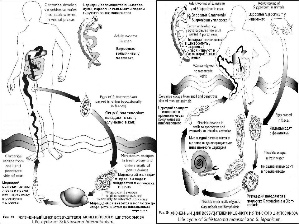 Жизненный цикл шистосомы. Жизненный цикл шистосом. Жизненный цикл шистосомы кровяной. Жизненный цикл урогенитальной шистосомы. Цикл развития шистосомы мочеполовой.