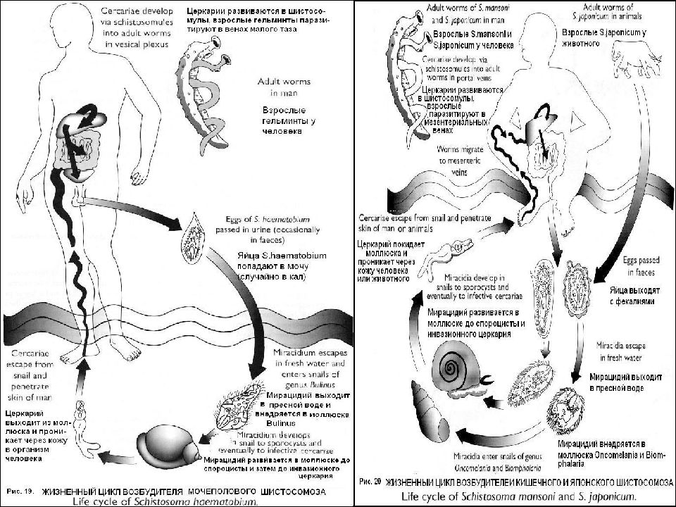 Жизненный цикл шистосомы схема
