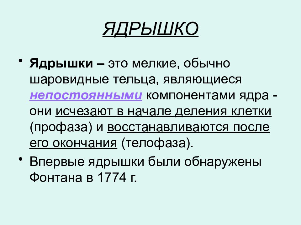 Ядрышко. Ядрышко это в биологии. Ядрышко функции. Ядрышко это кратко.