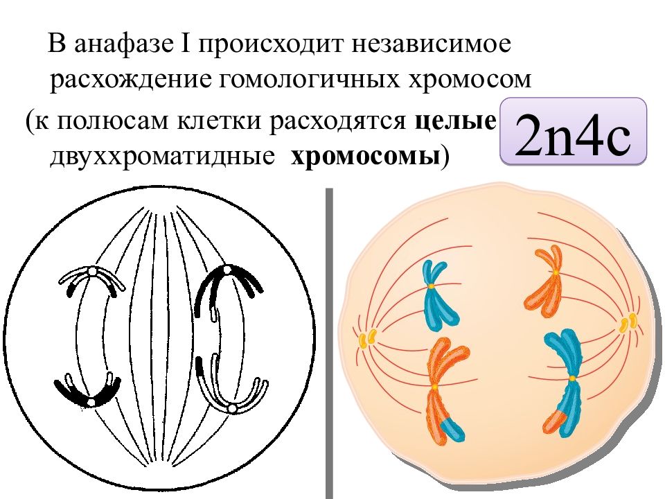 Гомологичные хромосомы картинка