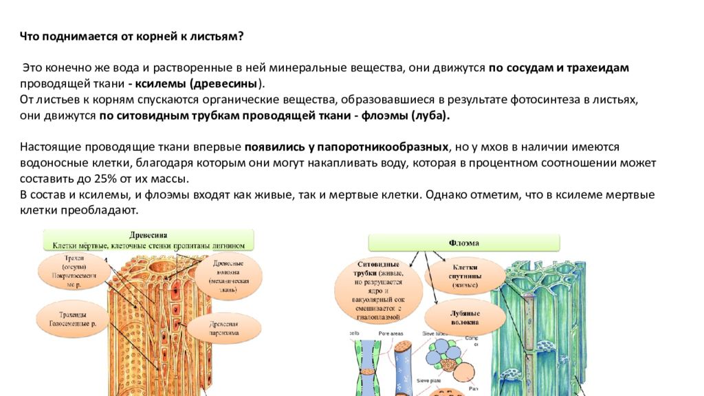 Тест ткани растений 6