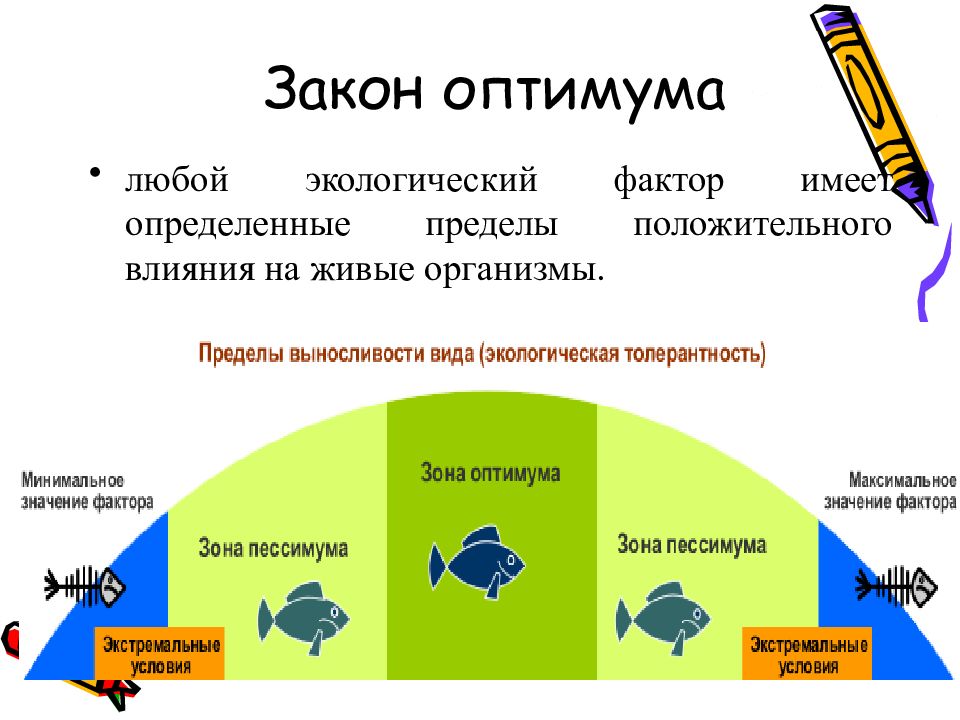 Природные факторы обществознание. Закон оптимума экология. Оптимум экология. Действие любого экологического фактора на живой организм. Экологические факторы.