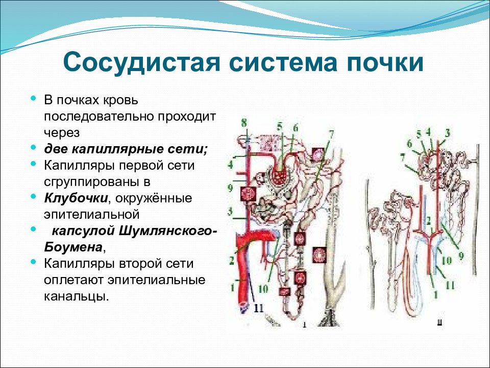 Почечная артерия на рисунке