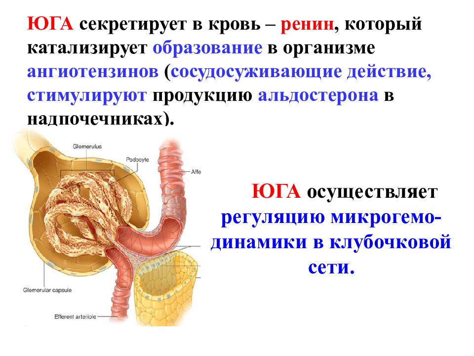 Содержание клинической анатомии