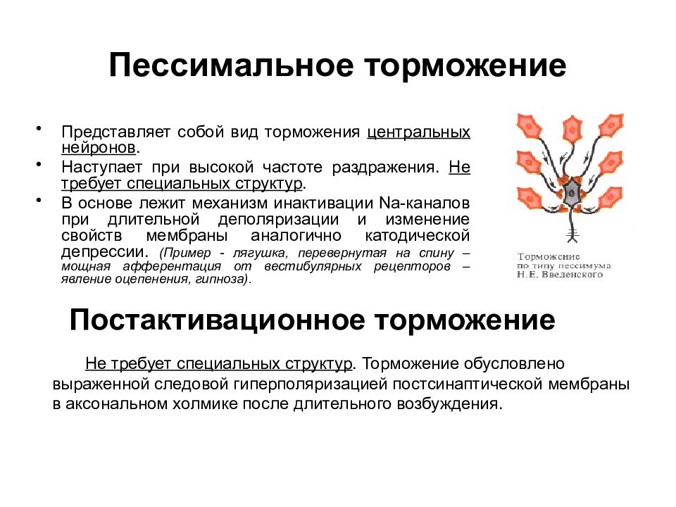 Торможение в цнс физиология презентация