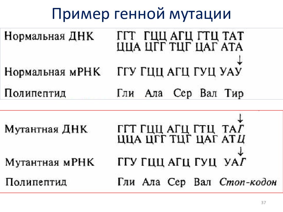 Генетический примеры