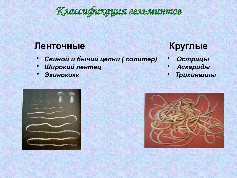 Презентация паразиты человека