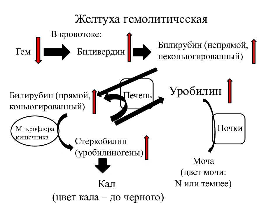 Паренхиматозная желтуха схема