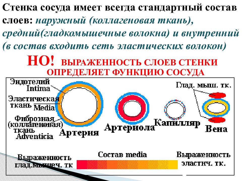 Стенки сосудов состоят из