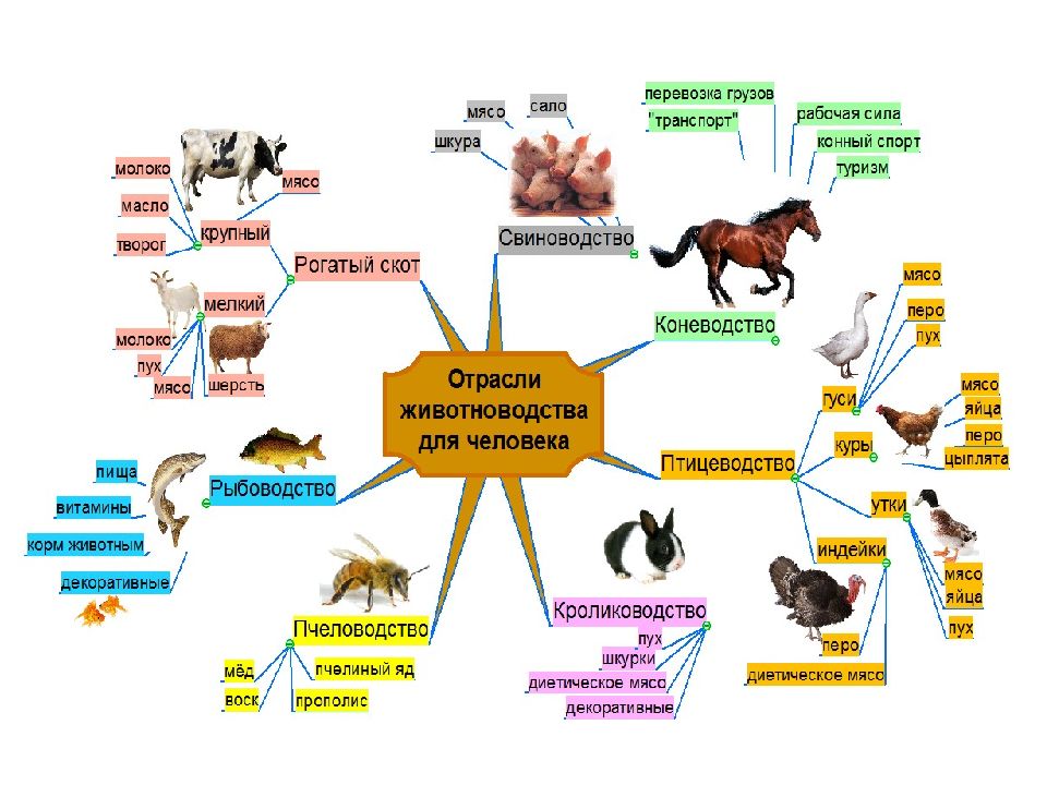 Животноводство интеллект карта