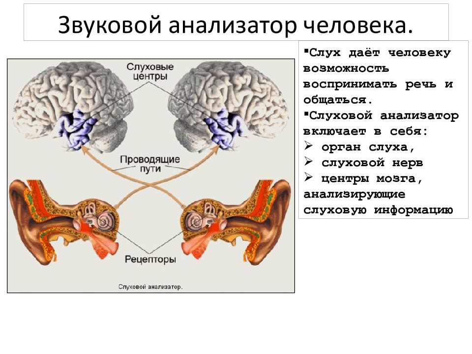 Органы чувств анализаторы презентация