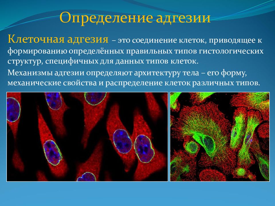 Адгезия это. Адгезия клеток. Молекулярные механизмы межклеточной адгезии. Адгезия гистология. Адгезия клеточный механизм.