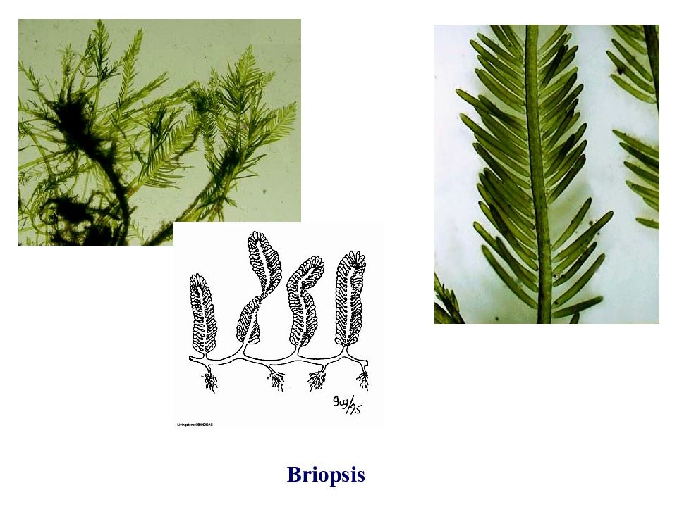 Коккоидный таллом. Подошва водоросли. Септа у водорослей.