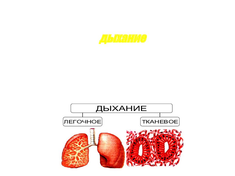 дыхание