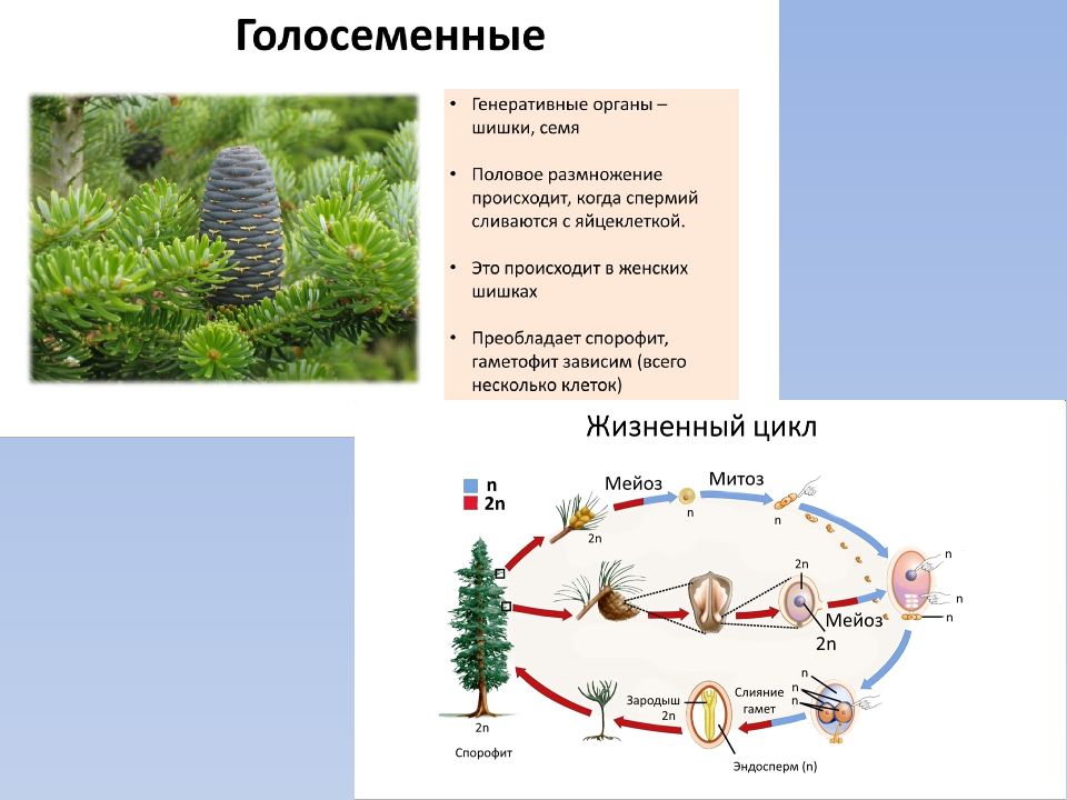 Голосеменные растения размножение схема