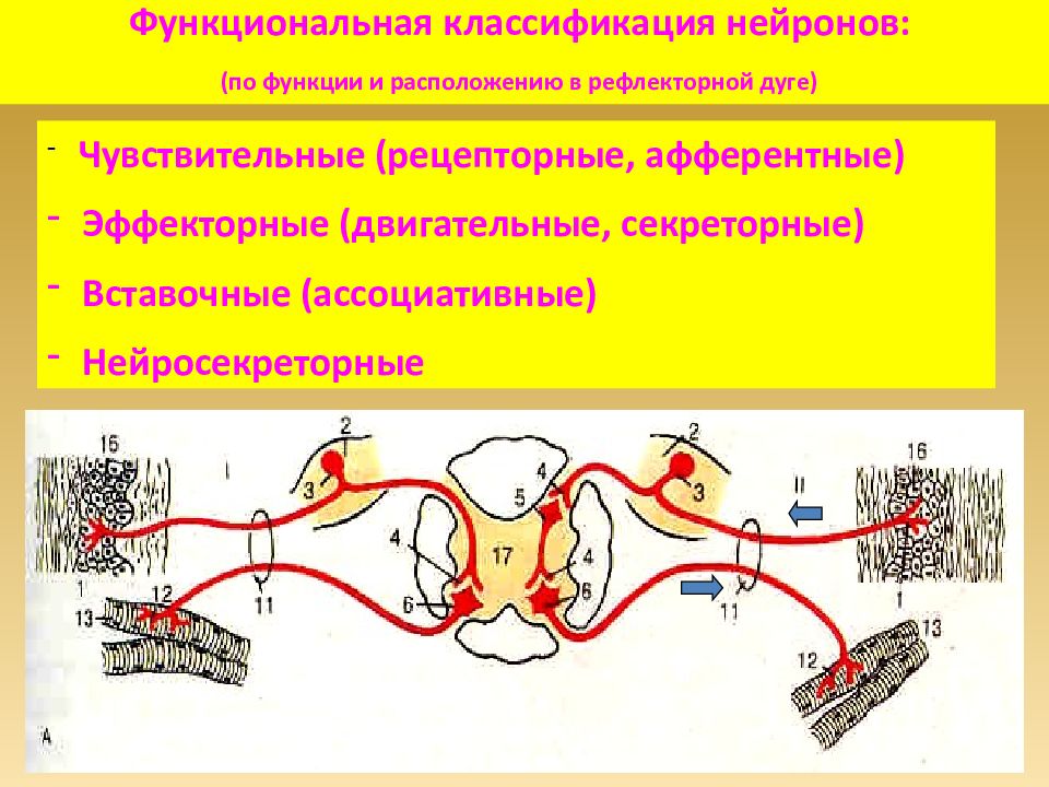 Лечение двигательного нейрона. Двигательный Нейрон. Вставочный Нейрон строение. Чувствительный вставочный и двигательный Нейроны. Функциональная классификация нейронов.
