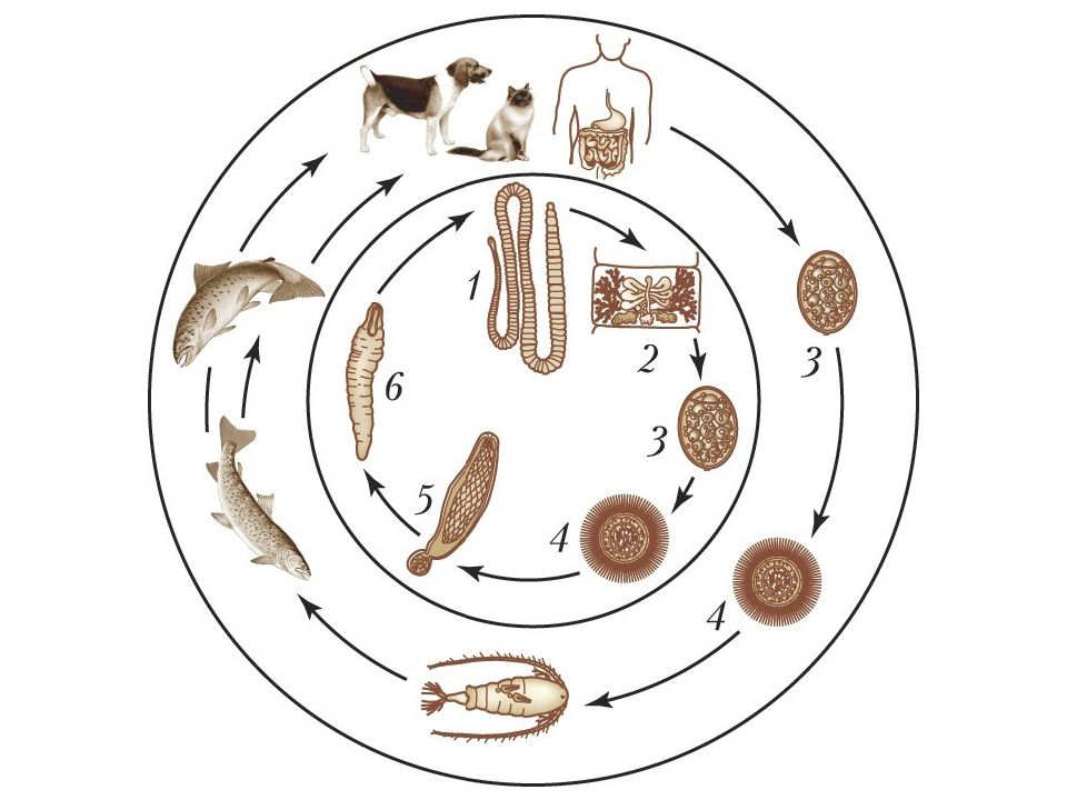 Широкий лентец жизненный цикл. Diphyllobothrium latum жизненный цикл. Широкий жизненный цикл широкий лентец. Дифиллоботриум Латум жизненный цикл. Жизненный цикл широкого лентеца Diphyllobothrium latum.