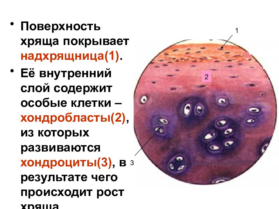 Способы роста хряща. Хондробласты и хондроциты. Надхрящница. Слой соединительной ткани покрывающий поверхность хряща. Хондробласты функции.