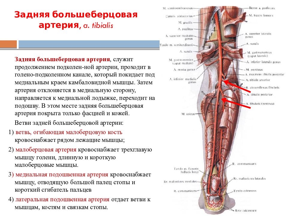 Бедренная артерия