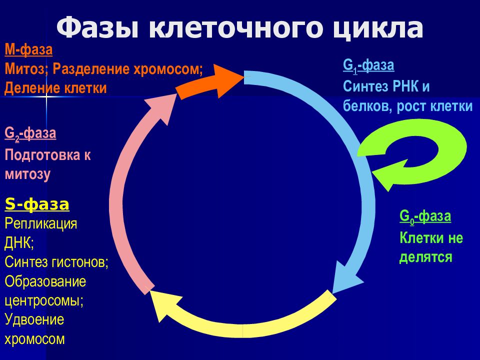 Клеточный цикл рисунок