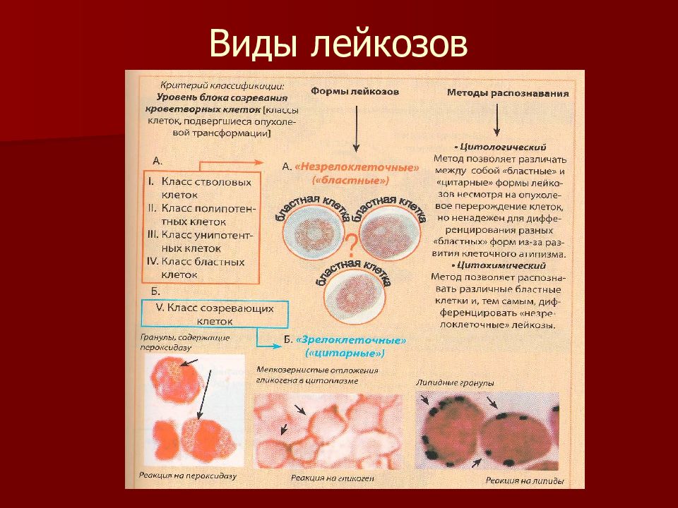 Лейкоз животных презентация