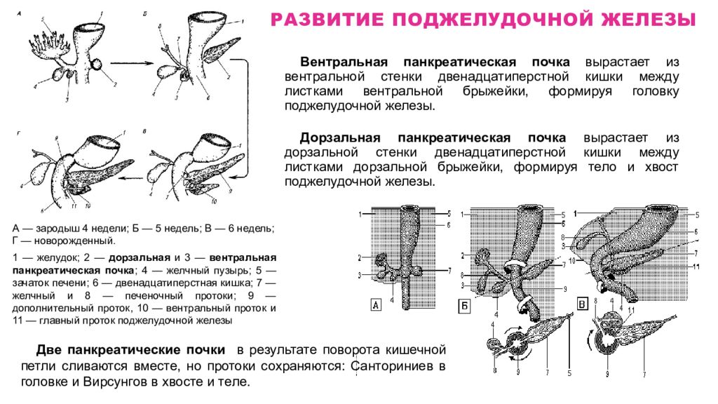 Схема обработки почек