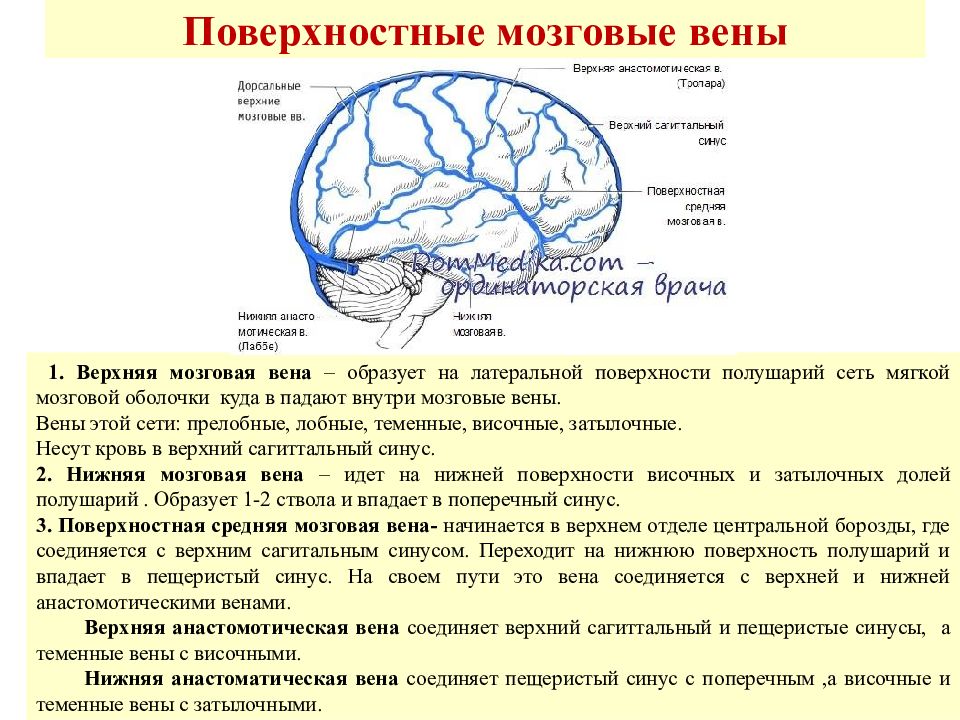 Верхние вены мозга. Поверхностные вены головного мозга. Поверхностная средняя мозговая Вена. Анатомия вены Галена головного мозга.