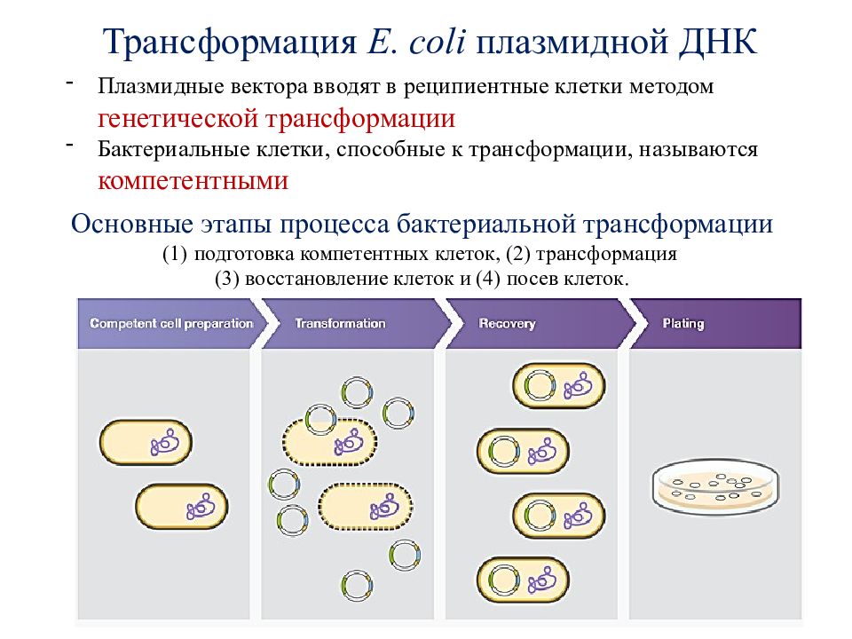 Исследователь трансформировал клетки бактерий плазмидой содержащей ген. Трансформация бактерий плазмидной ДНК;. Этапы трансформации бактерий. Трансформация бактериальных клеток. Трансформация бактерий рекомбинантными.