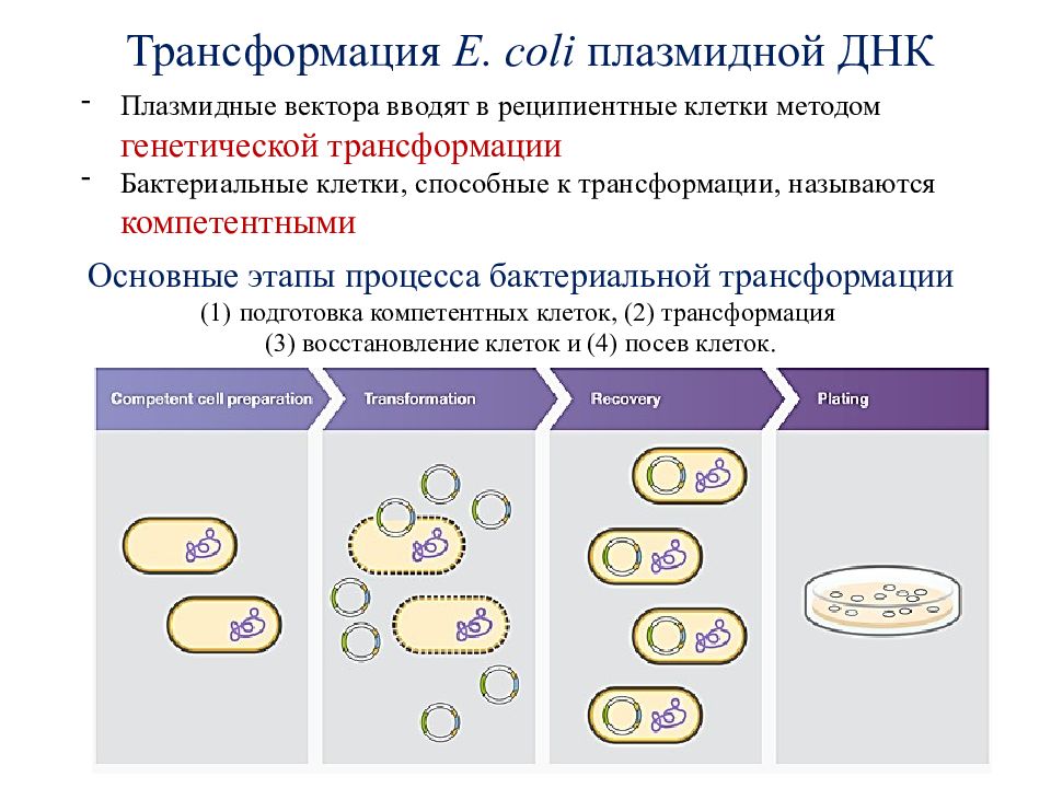 Исследователь трансформировал клетки бактерий плазмидой содержащей ген