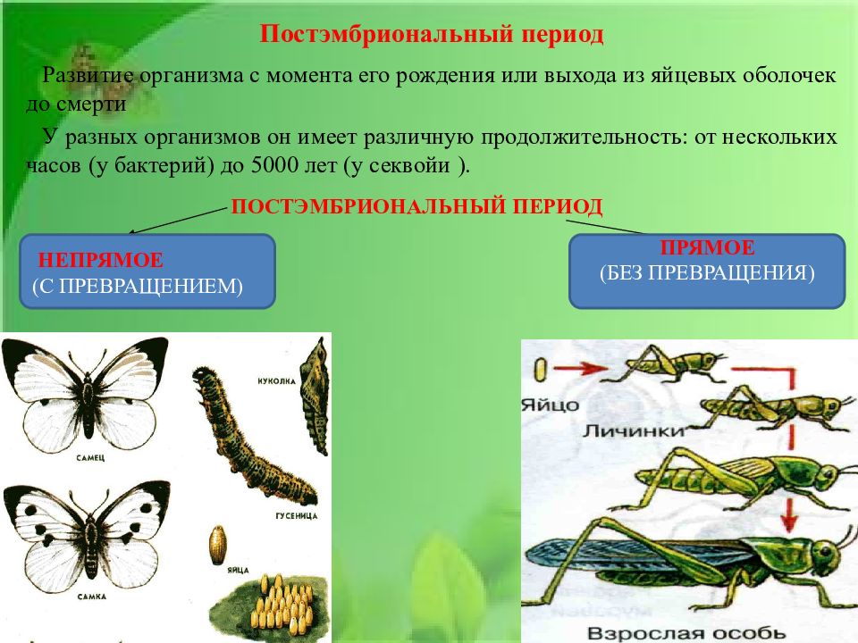 Индивидуальное развитие организма презентация 8 класс биология