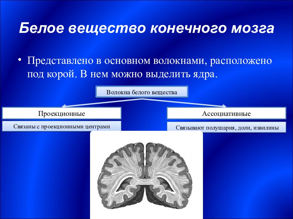 Вещество мозга. Клетки белого вещества головного мозга. Белое вещество конечного мозга. Белое вещество конечного мозга представлено. Серое вещество конечного мозга.